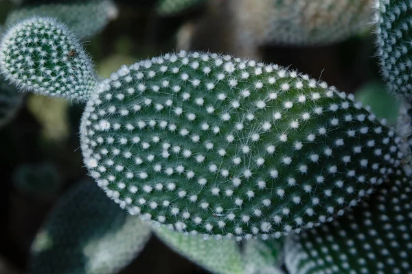 Kaktusy Ogrodzie Botanicznym Kaktus Łat Cactaceae Zbliżenie — Zdjęcie stockowe