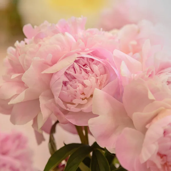 Bloeiende Delicate Roze Pioenroos Bloeiende Bloemen Feestelijke Achtergrond Pastel Zacht — Stockfoto