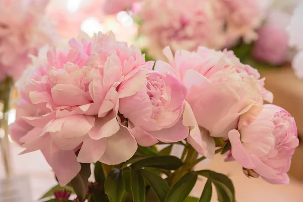 Kvetoucí Jemná Růžová Pivoňka Kvetoucí Květy Slavnostní Pozadí Pastelové Měkké — Stock fotografie