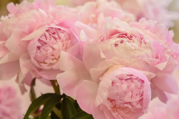 Bloeiende Delicate Roze Pioenroos Bloeiende Bloemen Feestelijke Achtergrond Pastel Zacht — Stockfoto