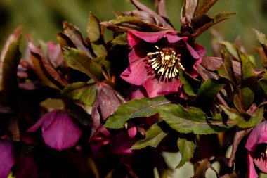 Seçici odak noktası, karabasan çiçekleri yakın plan