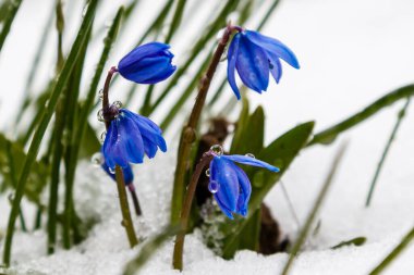 Mavi çiçeklere yakın çekim, seçici odak