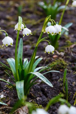 Beyaz çiçeklere yakın çekim, seçici odak