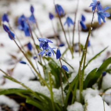 Mavi çiçeklere yakın çekim, seçici odak