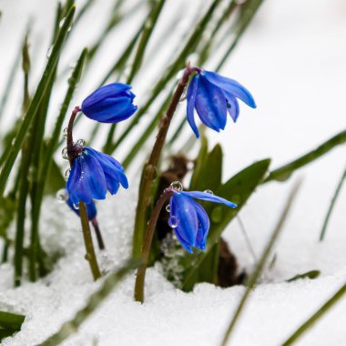 Mavi çiçeklere yakın çekim, seçici odak