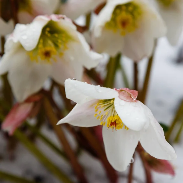 Närbild Blommor Selektivt Fokus — Stockfoto