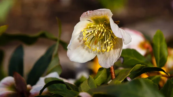 Detail Hellebore Květin Selektivní Zaměření — Stock fotografie