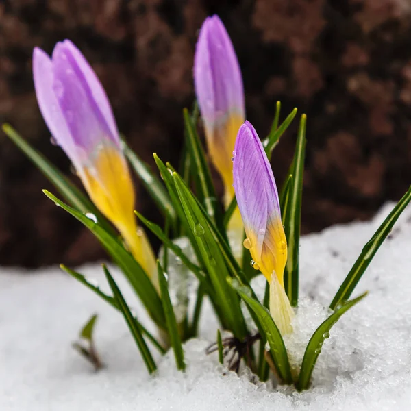 Närbild Krokusar Selektivt Fokus — Stockfoto