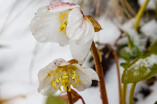 Närbild Hellebore Blommor Selektivt Fokus — Stockfoto