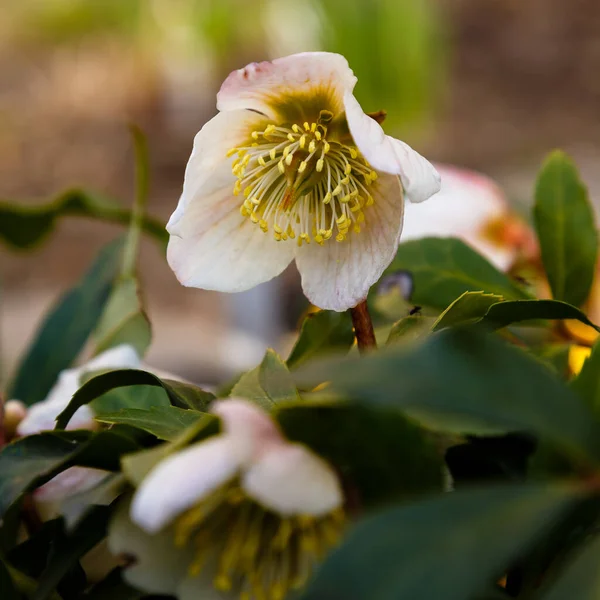 Detail Hellebore Květin Selektivní Zaměření — Stock fotografie