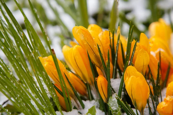 Close Crocuses Selective Focus — Stock Photo, Image