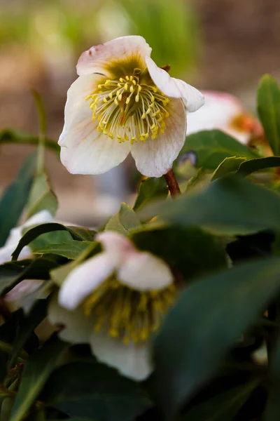 Close Hellebore Flowers Selective Focus — Stock Photo, Image