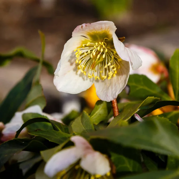 Detail Hellebore Květin Selektivní Zaměření — Stock fotografie