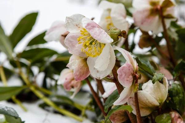 Närbild Hellebore Blommor Selektivt Fokus — Stockfoto