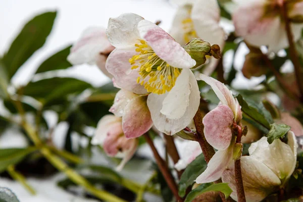 ヘルベアの花のクローズアップ 選択的焦点 — ストック写真
