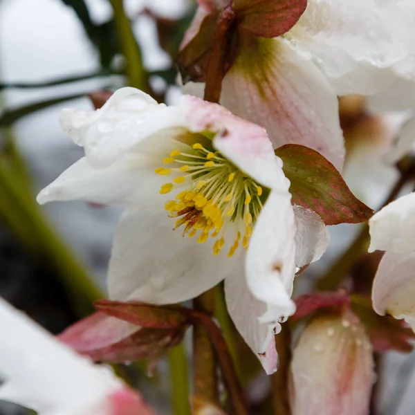 Närbild Blommor Selektivt Fokus — Stockfoto