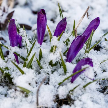 Çiçek açan çiçekleri kapatın.