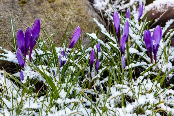 Close Blooming Crocus Flowers — Stock Photo, Image