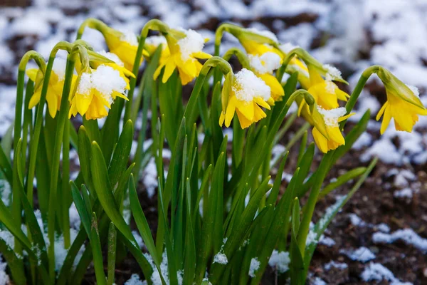 Fioritura Fiori Gialli Nel Giardino Primaverile Nella Natura — Foto Stock