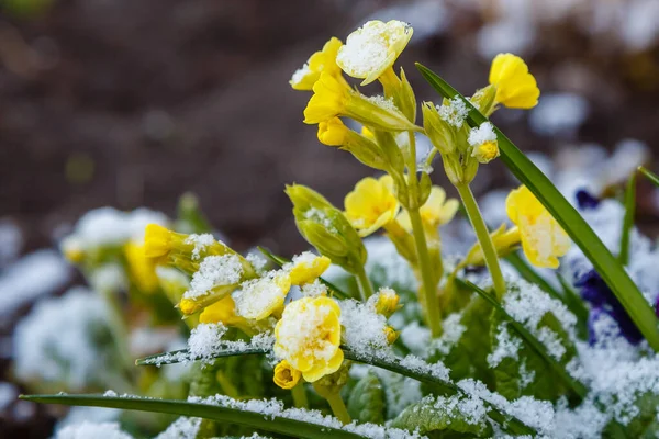 Flor Floreciente Primera Nieve —  Fotos de Stock