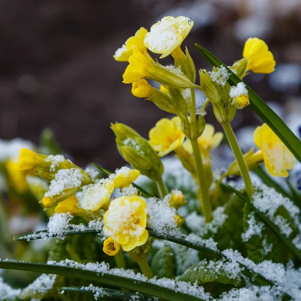 Flor Floreciente Primera Nieve —  Fotos de Stock