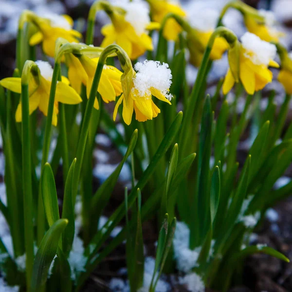 Floraison Fleurs Jaunes Dans Jardin Printemps Dans Nature — Photo