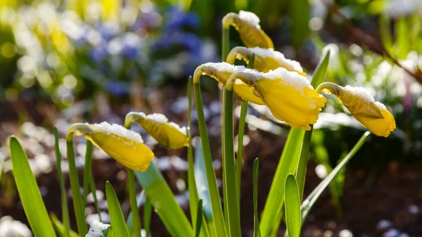 Floraison Fleurs Jaunes Dans Jardin Printemps Dans Nature — Photo