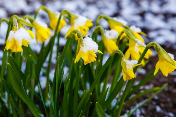 Floraison Fleurs Jaunes Dans Jardin Printemps Dans Nature — Photo