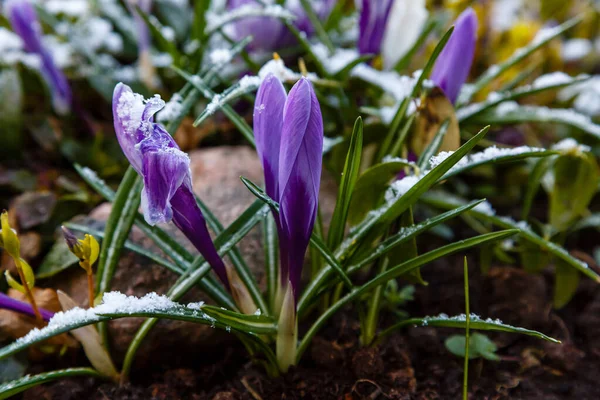 Close Blooming Crocus Flowers — Stock Photo, Image