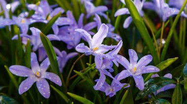 İlkbaharda parkta açan mor chinodoxa.