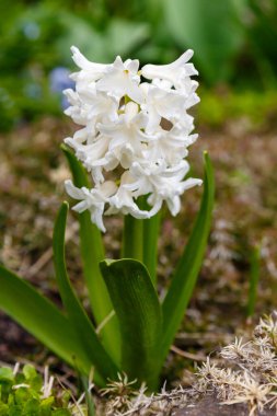 Bahçedeki beyaz sümbül