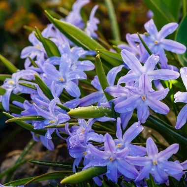 İlkbaharda parkta açan mor chinodoxa.