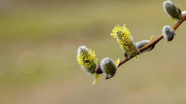Bahar söğüt ağacı sabahın erken saatlerinde.