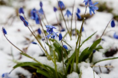 Baharda parkta büyüyen scilla çiçekleri