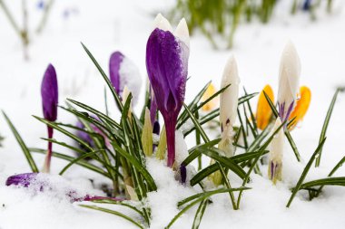Çiçeklerin açtığı yere yakın.