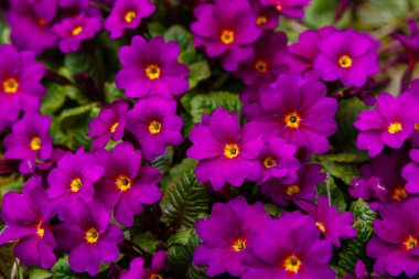 Bahçedeki çiçekler ve bitkiler