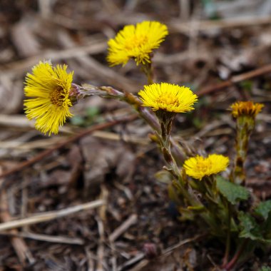 Parktaki sarı çiçekleri kapat.