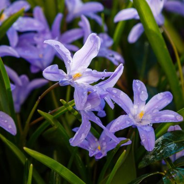 İlkbaharda parkta açan mor chinodoxa.