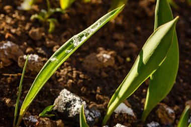 Çimen çiçeklerini karla kapatın.