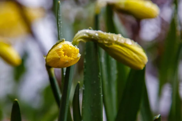 Floraison Fleurs Jaunes Dans Jardin Printemps Dans Nature — Photo