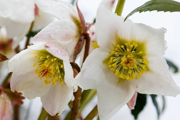 Красивые Белые Цветы Хеллебора Парке — стоковое фото