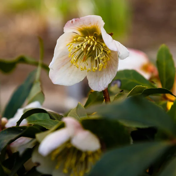 Vackra Vita Helleborus Blommor Parken — Stockfoto