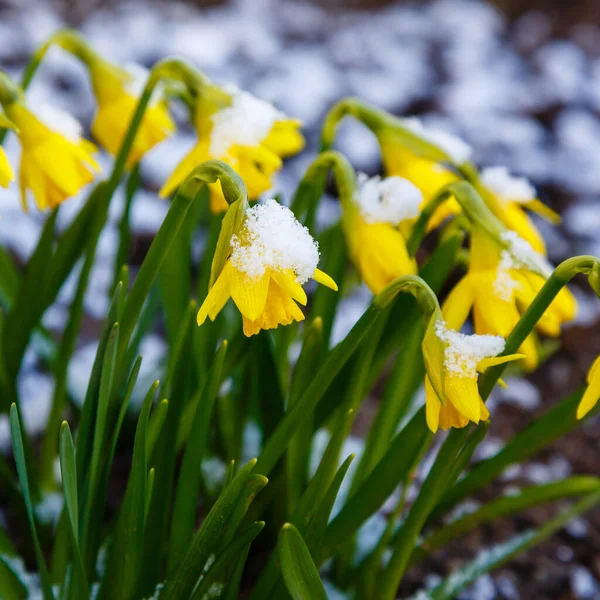 Flores Amarillas Florecientes Jardín Primavera Naturaleza —  Fotos de Stock