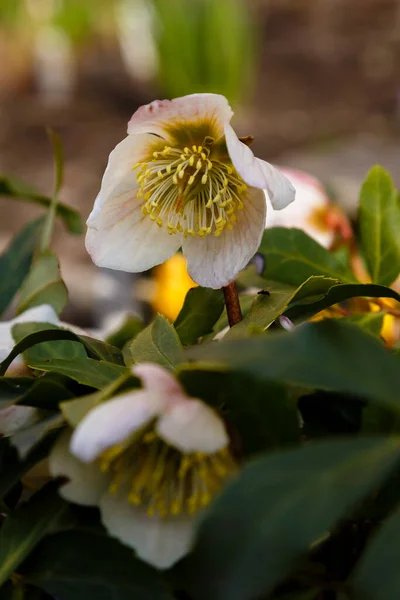 Vackra Vita Helleborus Blommor Parken — Stockfoto