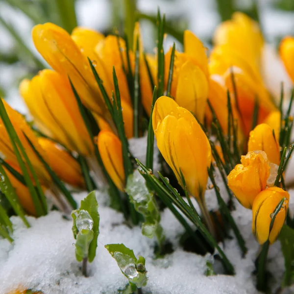 Yellow Crocus Flowers Snowy Field — Stock Photo, Image