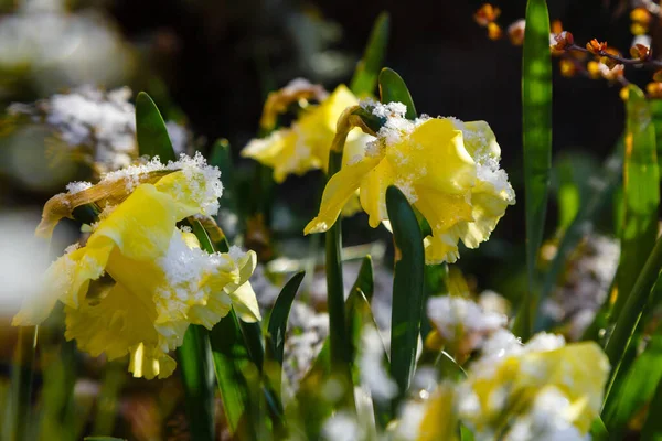 Blühende Gelbe Blumen Frühlingsgarten Der Natur — Stockfoto