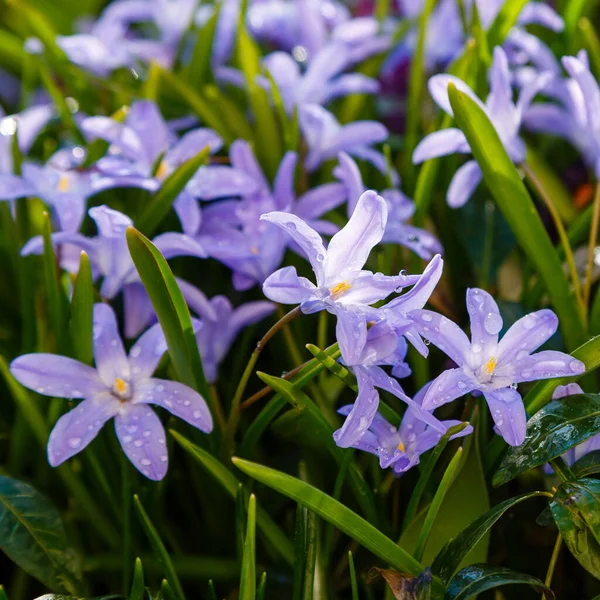 Chinodoxa Viola Fioritura Primavera Nel Parco — Foto Stock