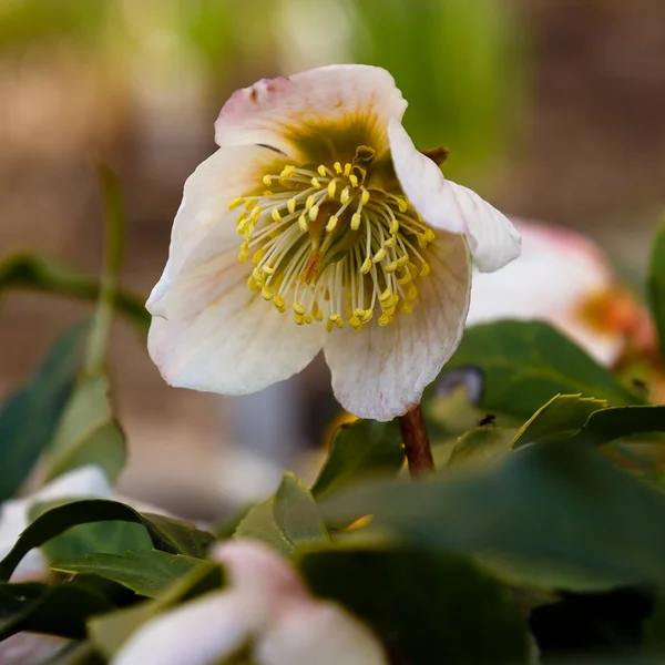 Vackra Vita Helleborus Blommor Parken — Stockfoto