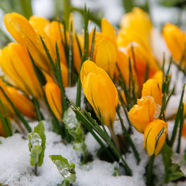 Gul Krokus Blommor Det Snöiga Fältet — Stockfoto