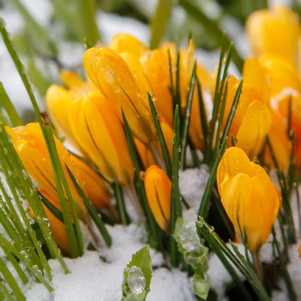 Gelbe Krokusblüten Auf Dem Verschneiten Feld — Stockfoto